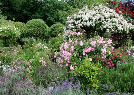 4 Roses, shrubs and perennials need slow release feed