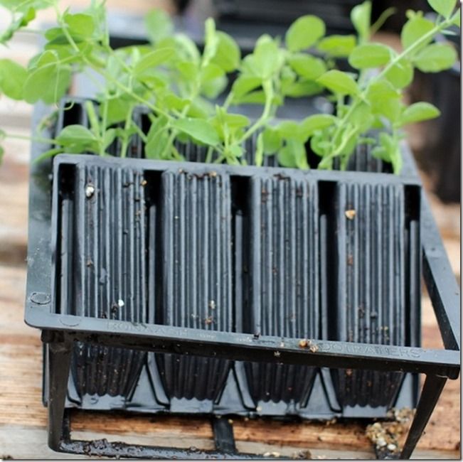 4 Sowing in root trainers