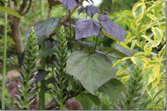 4 Catalpa erubescens 'Purpurea' 