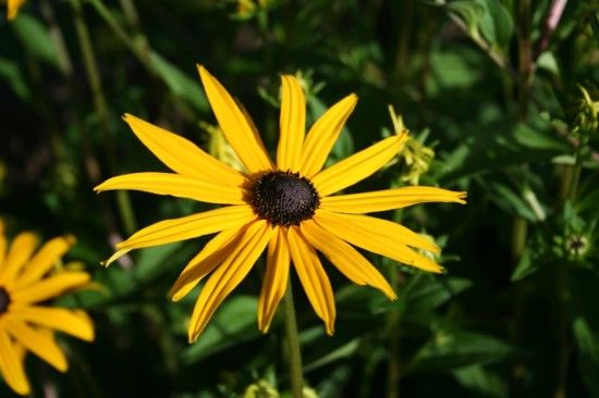 3 Rudbeckia 'Goldsturm' 4