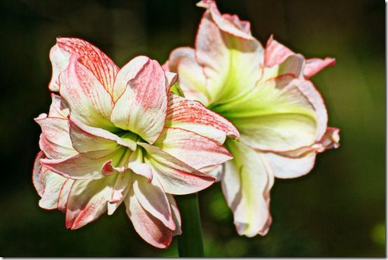 5. Amaryllis 'Aphrodite'_