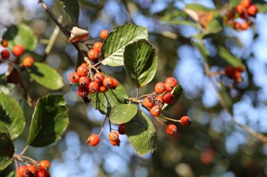 Sorbus bakonyensis