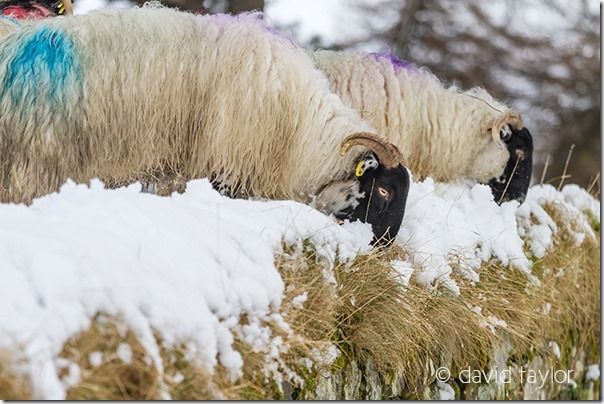 Blackface sheep on Hadrian's Wall near Housesteads Fort in the snow, Northumberland National Park, England