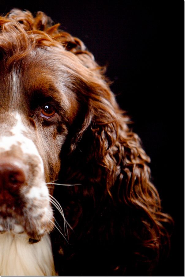 Springer Spanial, Pet Photography, How to, Animals, Selective focus