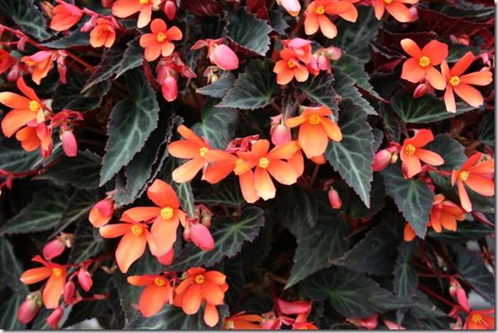 Dark leaved begonia