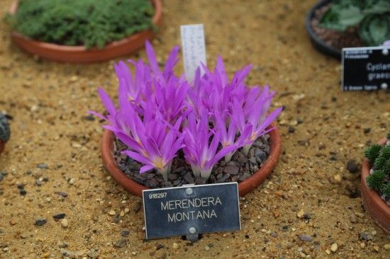 Merendera montana