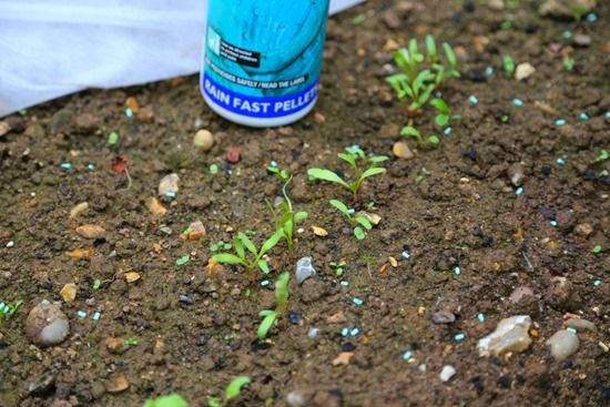 6 using nature friendly slug pellets (1024x683)