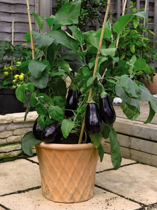 Aubergine Scorpio Suttons