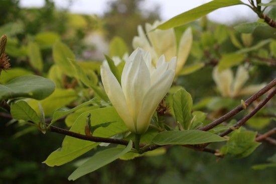 Magnolia 'Elizabeth