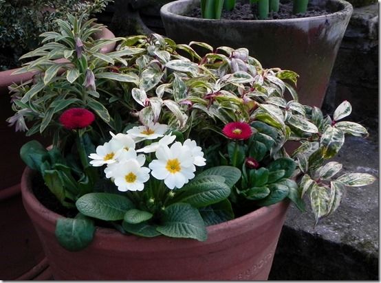 2 Double red bellis and primroses with leucothoe