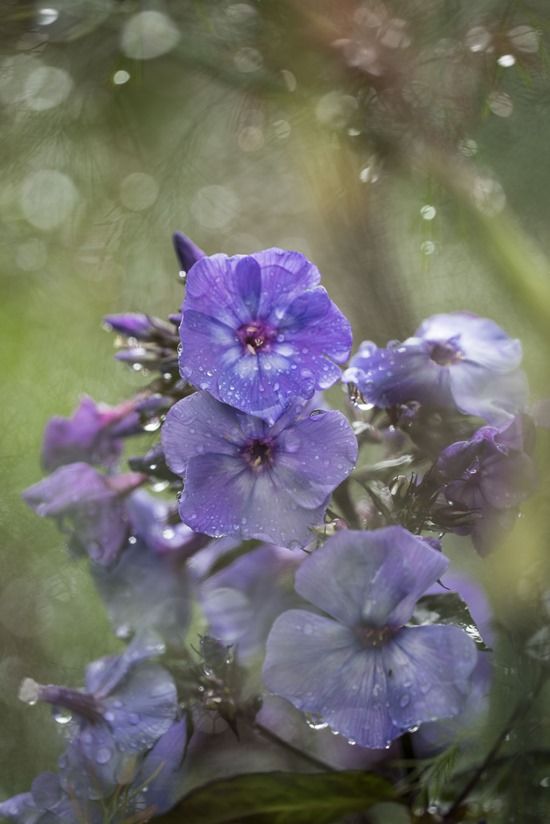 Phlox paniculata