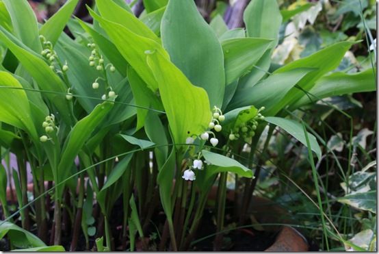 Convallaria majalis