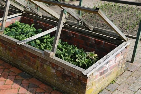 7 Spinach in frame