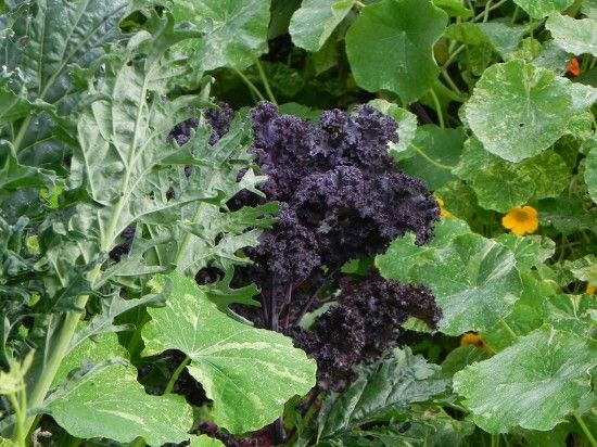 Purple and Red Russian Kale