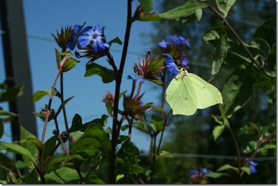 Butterfly on ceratostigma