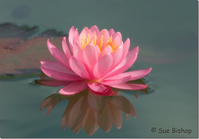 water lily nymphaea fire crest