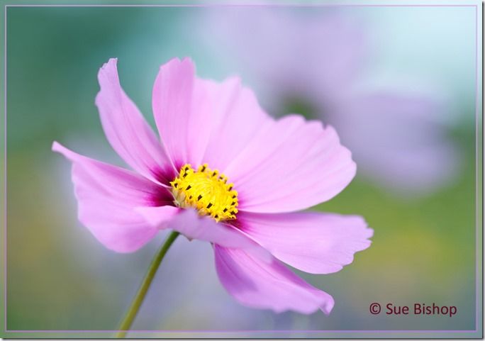 Photographic Style, Technique, depth of field, shallow, photographing, flower photography, Sue Bishop