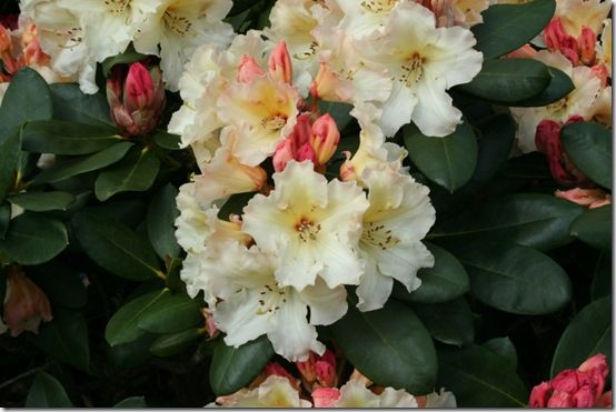 Rhododendron 'Horizon Monarch' - close