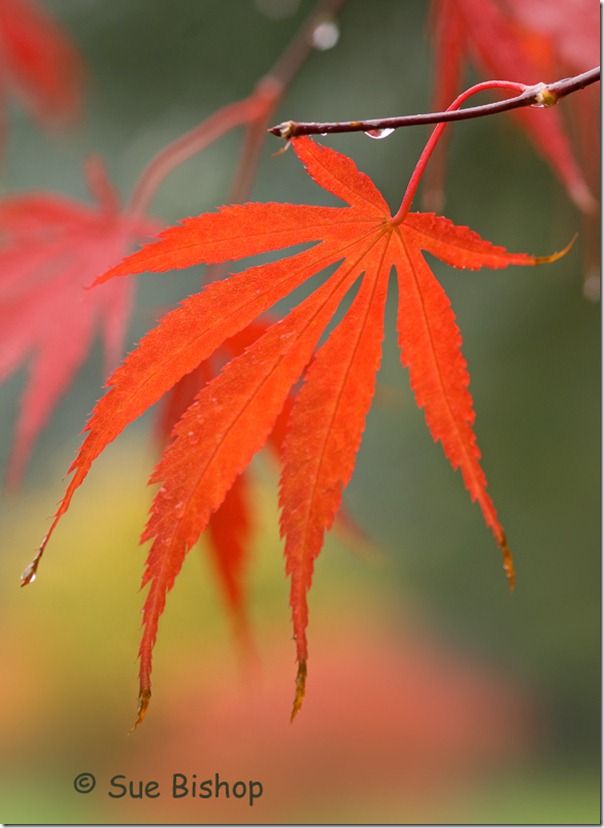 autumn acer leaf