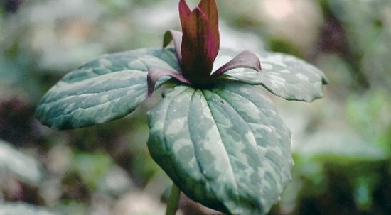 Trillium Cuneatum 