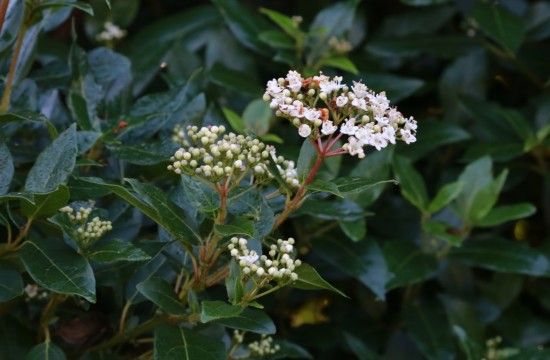 6 Viburnum tinus