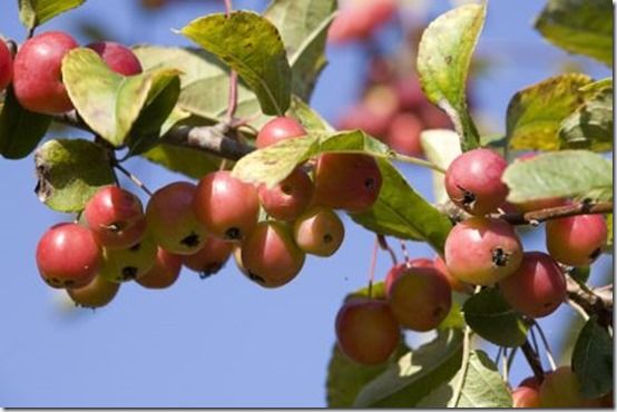 crab appletree, damson, Fruit Tree Specification & Rootstocks Guide