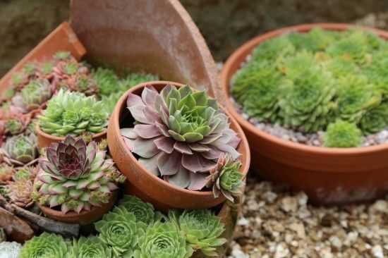 Sempervivums in terracotta