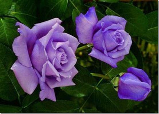 Lavendar roses on Pinterest