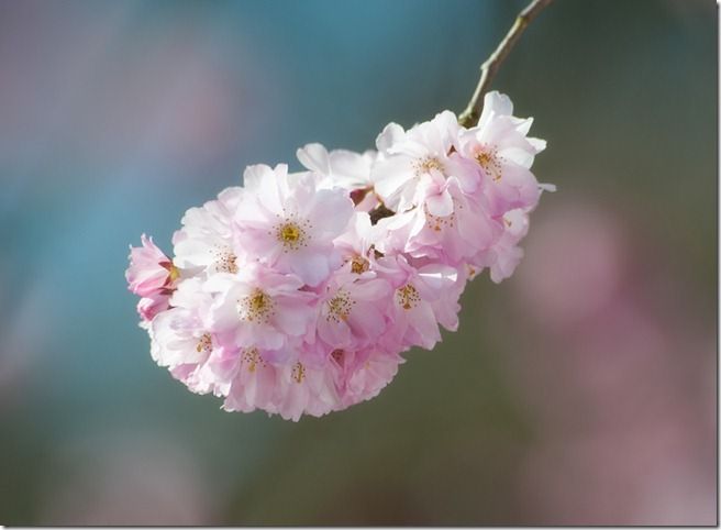 prunus accolade