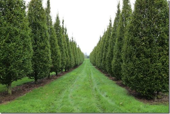 4. Conical carpinus 