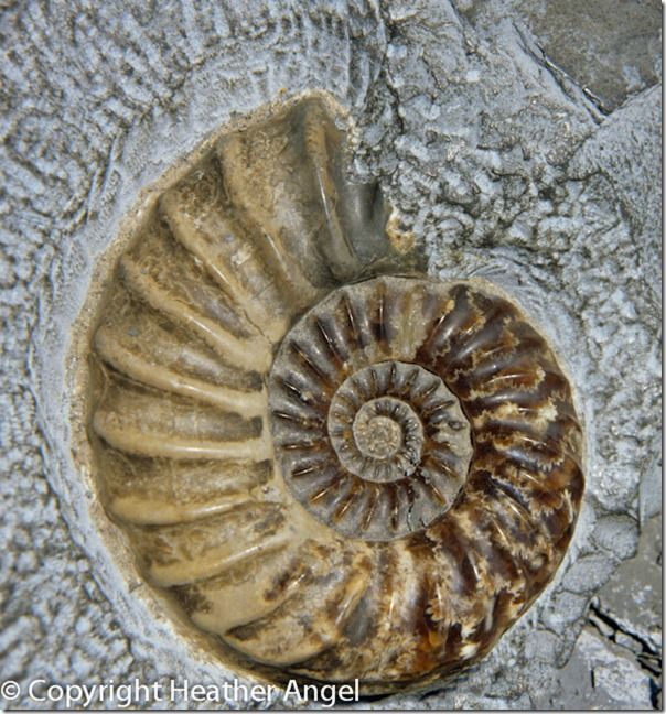 Jurassic ammonite fossil, Asteroceras, Charmouth, Dorset 