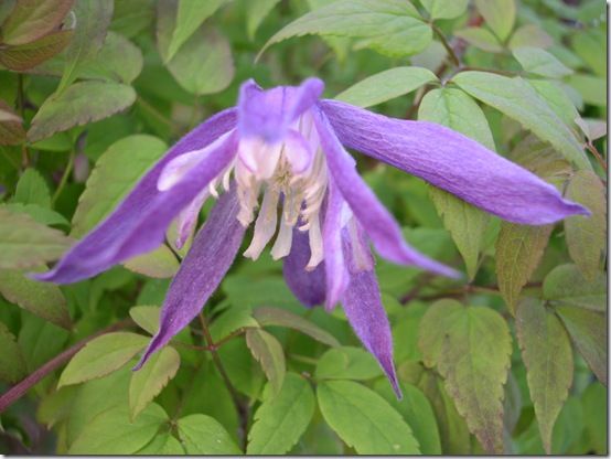 Clematis Jan Lindmark'