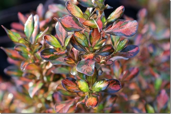 2 Coprosma 'Tequila Sunrise'