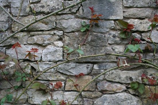 Well trained climbing rose