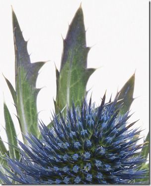 sea holly at f32 part