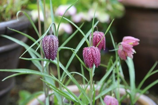 Fritillaria meleagris
