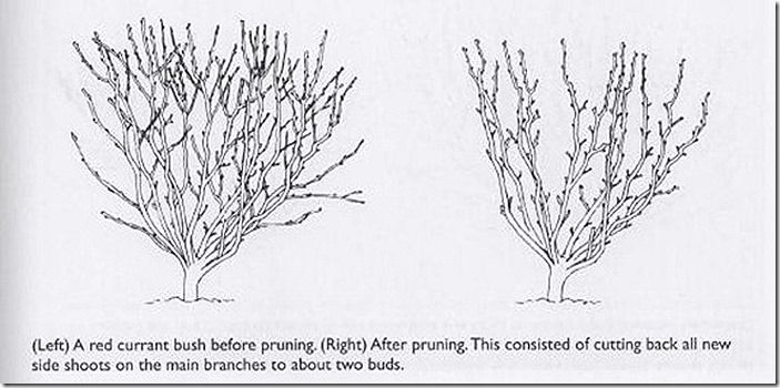 pruning-red-currant-bushes_thumb