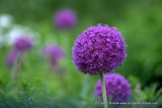 Alliums