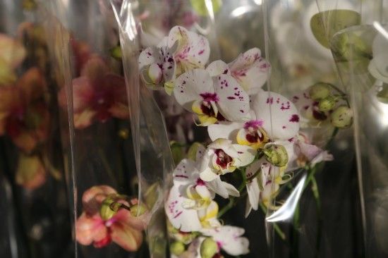 Phalaenopsis