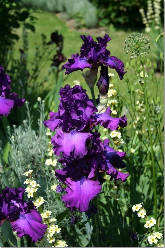 Iris germanica 2
