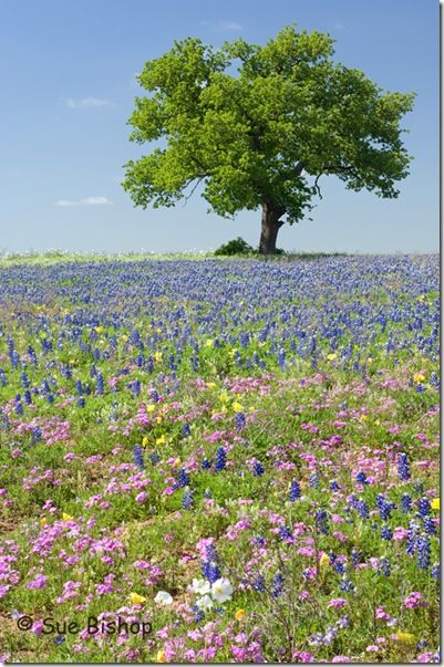 tree and wildflowers, mason county