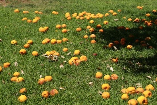 9 Oranges on the ground (1280x853)