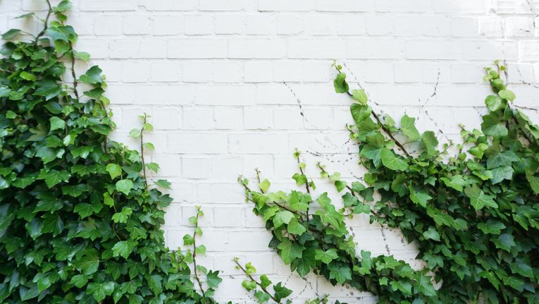 shade loving climbing plants evergreen