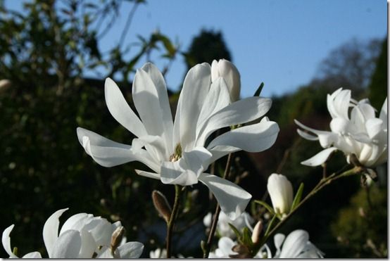 Magnolia stellata 