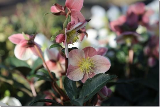 Helleborus x ericsmithii