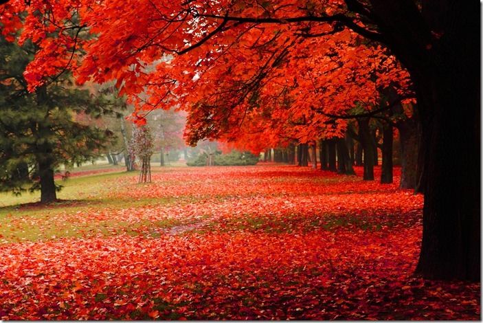 red autumn in the park