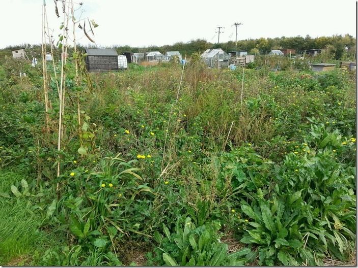 5 Allotment weeds