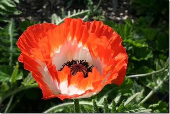 Papaver 'Piccotee' 