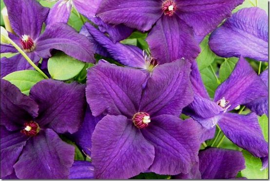 Clematis viticella Polish Spirit