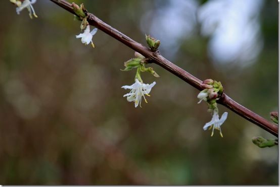 Lonicera x purpusii